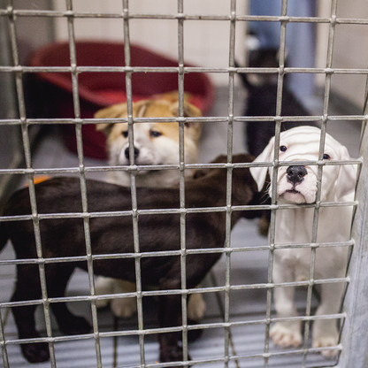 Protect Shelter Pets from Highly Contagious and Deadly Diseases