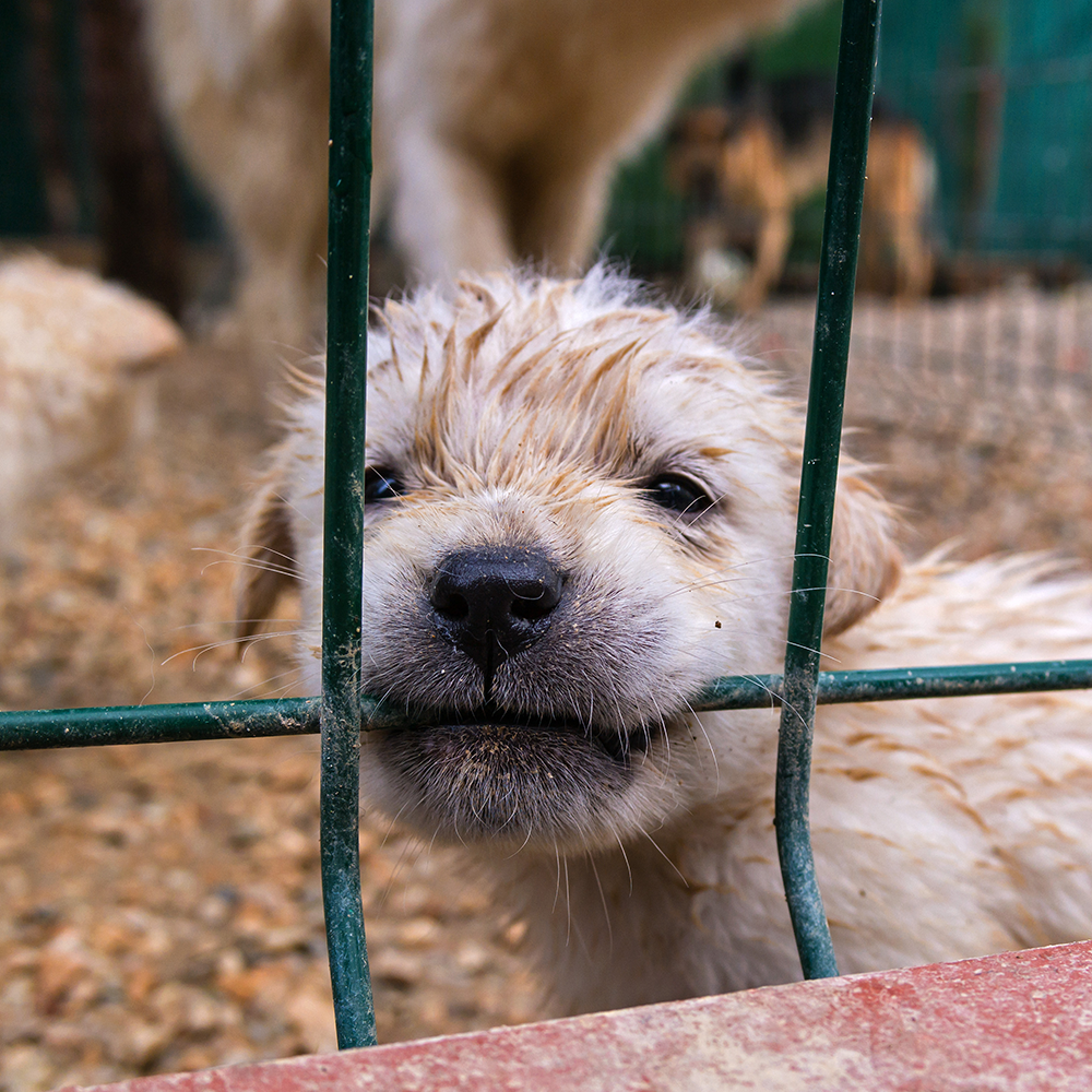 Protect Shelter Pets from Highly Contagious and Deadly Diseases