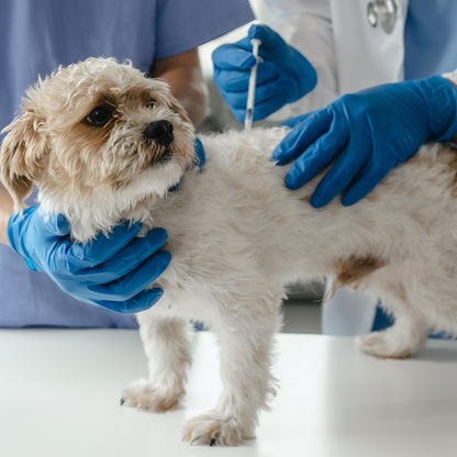 Protect Shelter Pets from Highly Contagious and Deadly Diseases