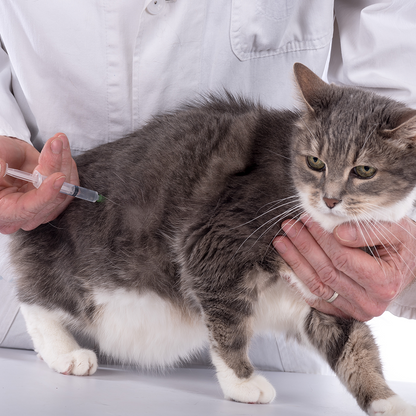 Protect Shelter Pets from Highly Contagious and Deadly Diseases