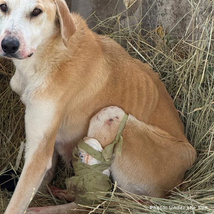 Shot Ukraine Mama Dog & Puppies Need Emergency Care
