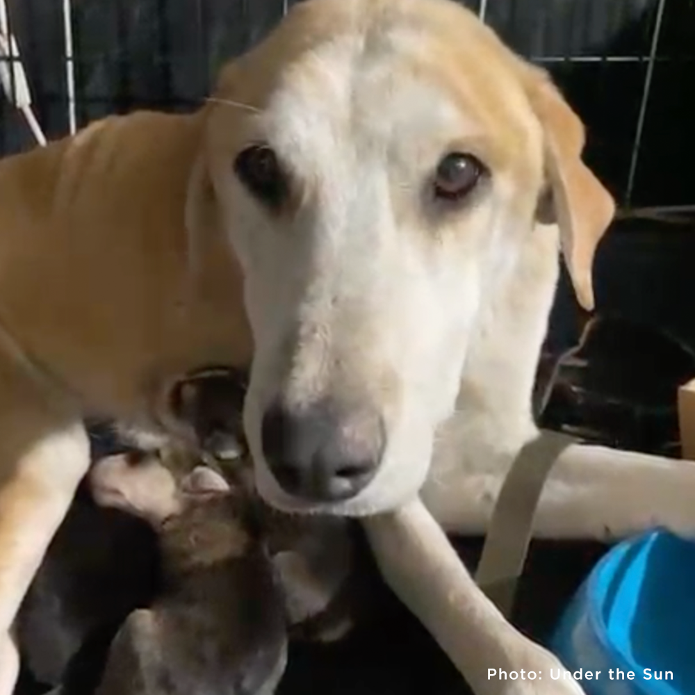Shot Ukraine Mama Dog & Puppies Need Emergency Care