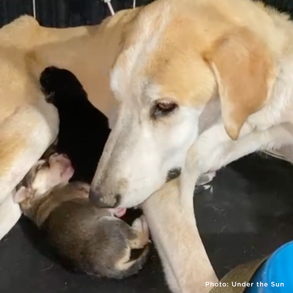 Shot Ukraine Mama Dog & Puppies Need Emergency Care