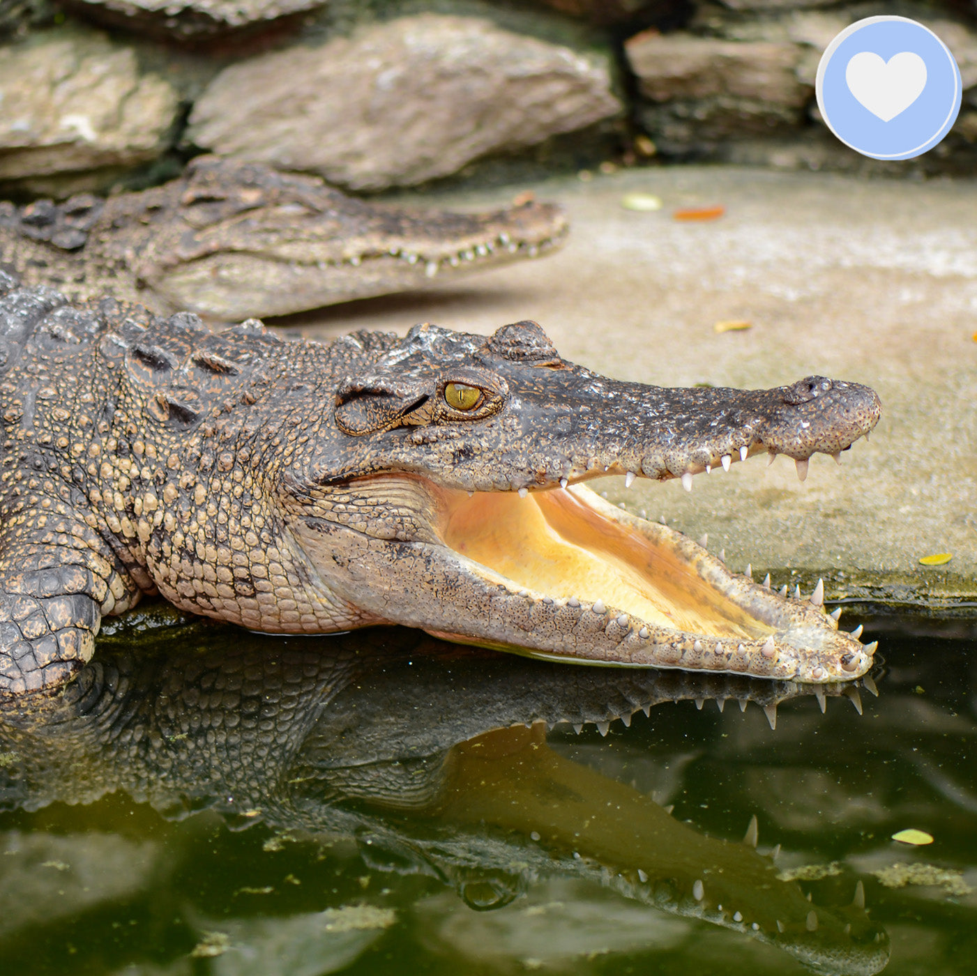 Project Peril: Help Save the Siamese Crocodile