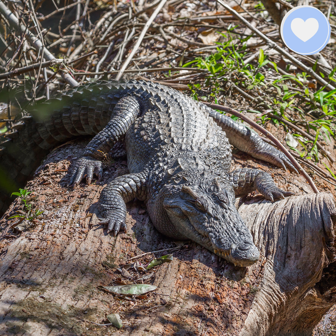 Project Peril: Help Save the Siamese Crocodile