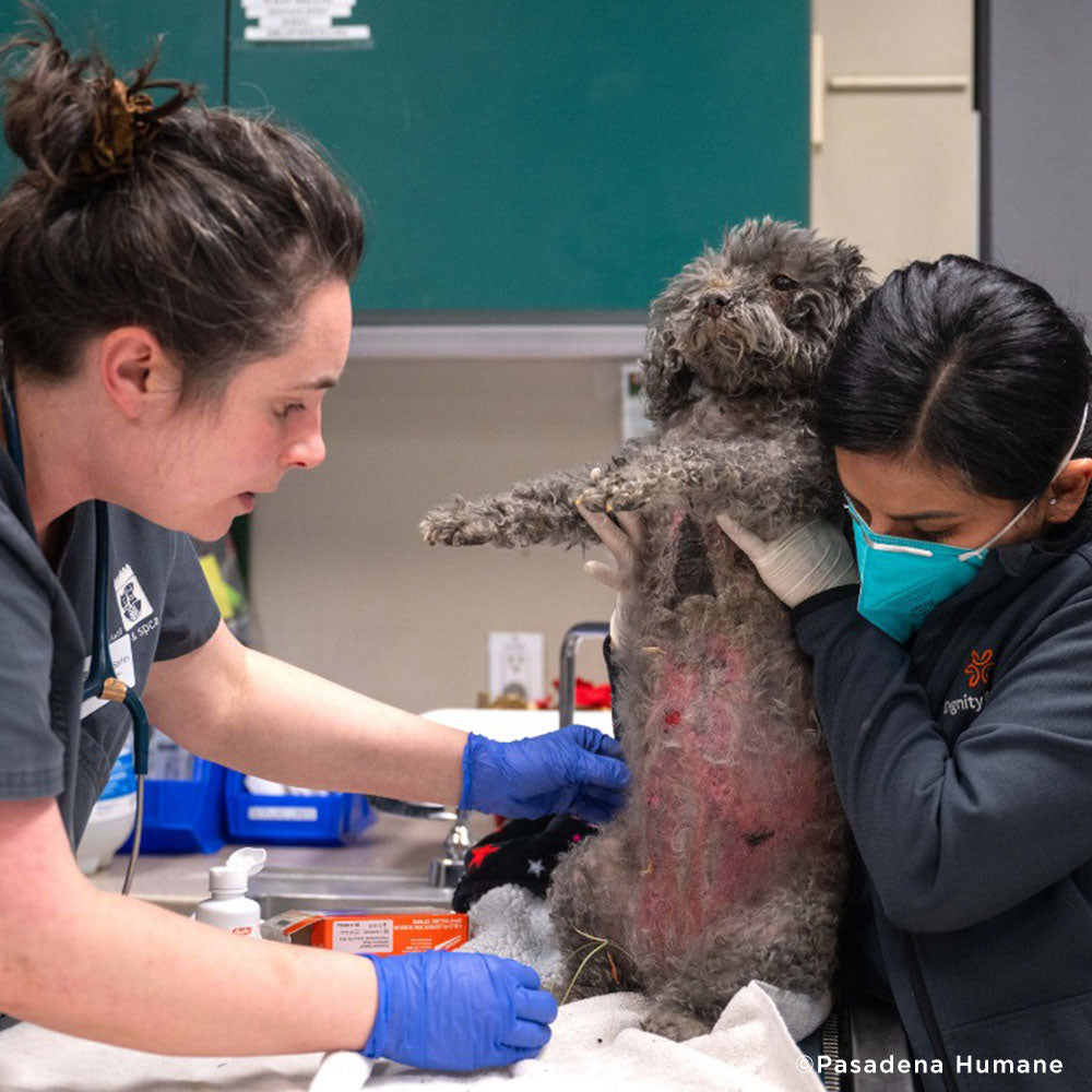 Roxy Was Severely Burned in L.A. Wildfires - Needs Treatment