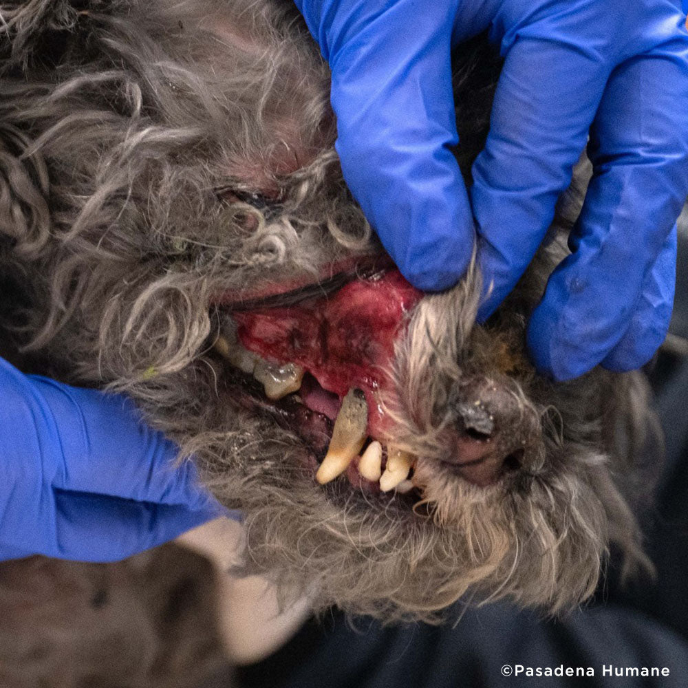 Roxy Was Severely Burned in L.A. Wildfires - Needs Treatment