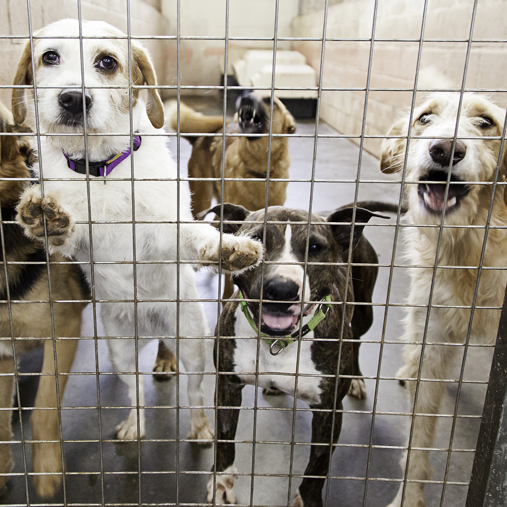 Help Shelter Pets Go from Homeless to Loving Homes