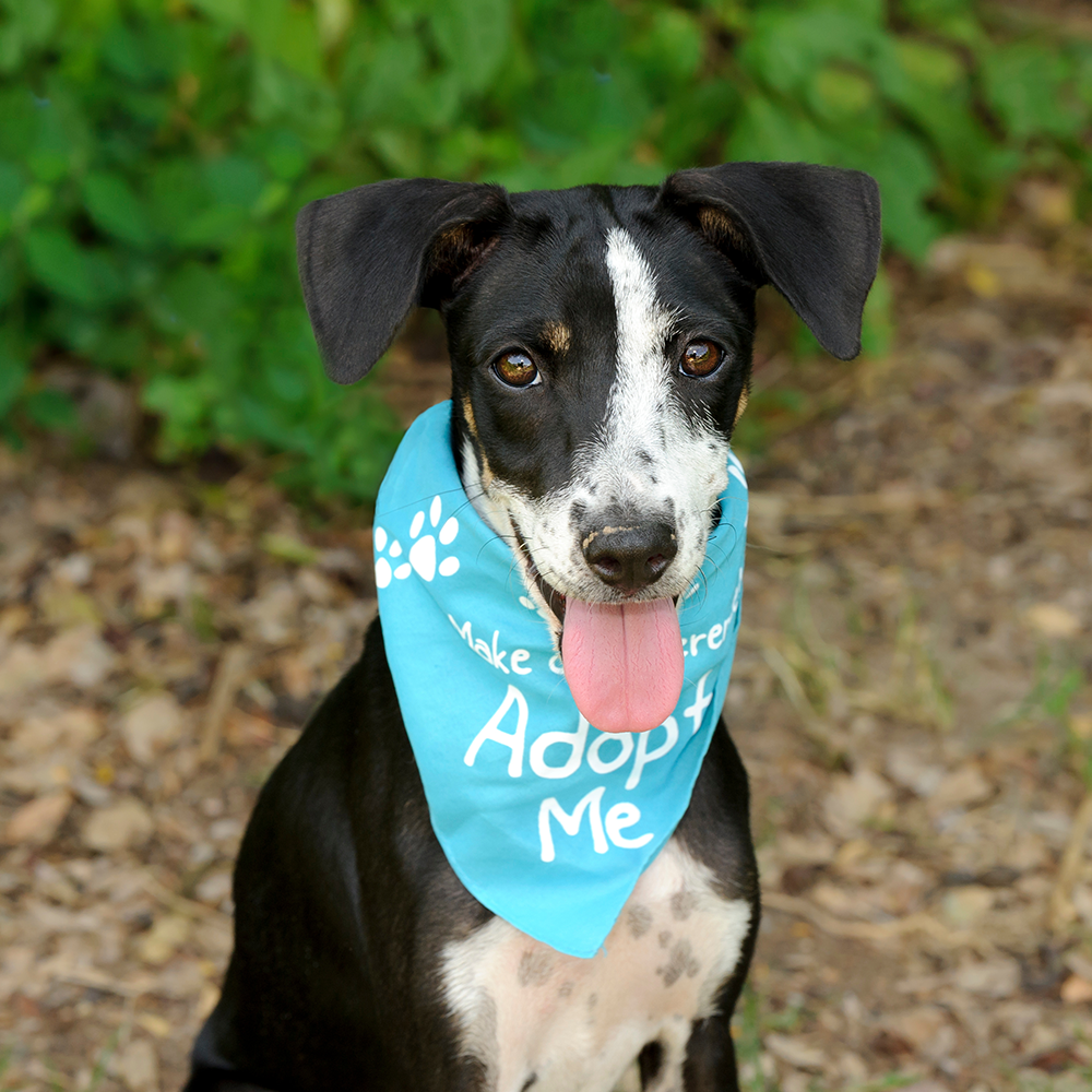 Help Shelter Pets Go from Homeless to Loving Homes