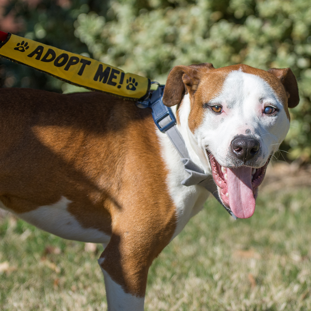 Help Shelter Pets Go from Homeless to Loving Homes