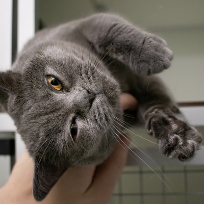 Help Shelter Pets Go from Homeless to Loving Homes