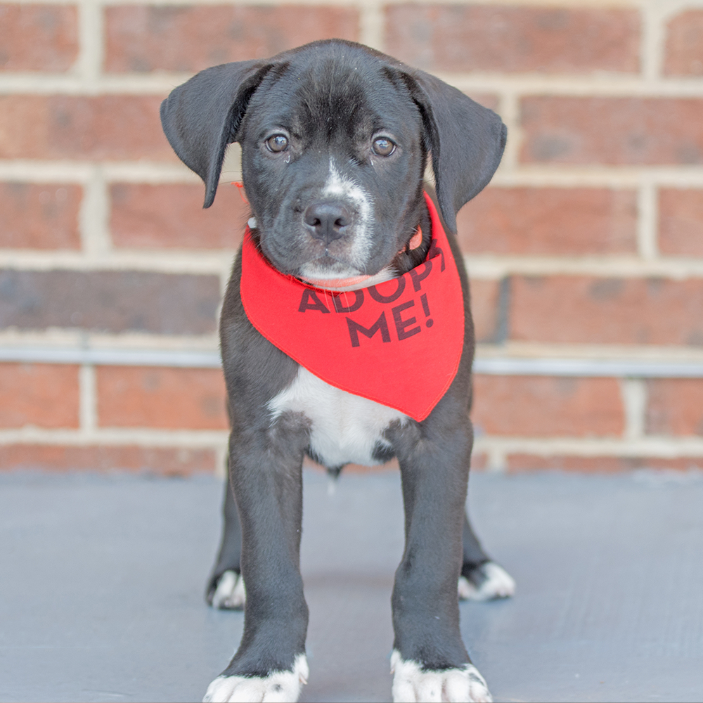 Help Shelter Pets Go from Homeless to Loving Homes