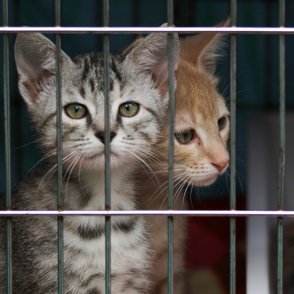 Help Shelter Pets Go from Homeless to Loving Homes
