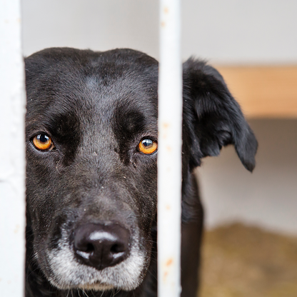 Help Shelter Pets Go from Homeless to Loving Homes