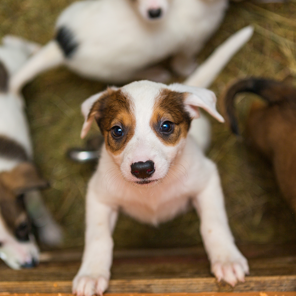 Help Shelter Pets Go from Homeless to Loving Homes