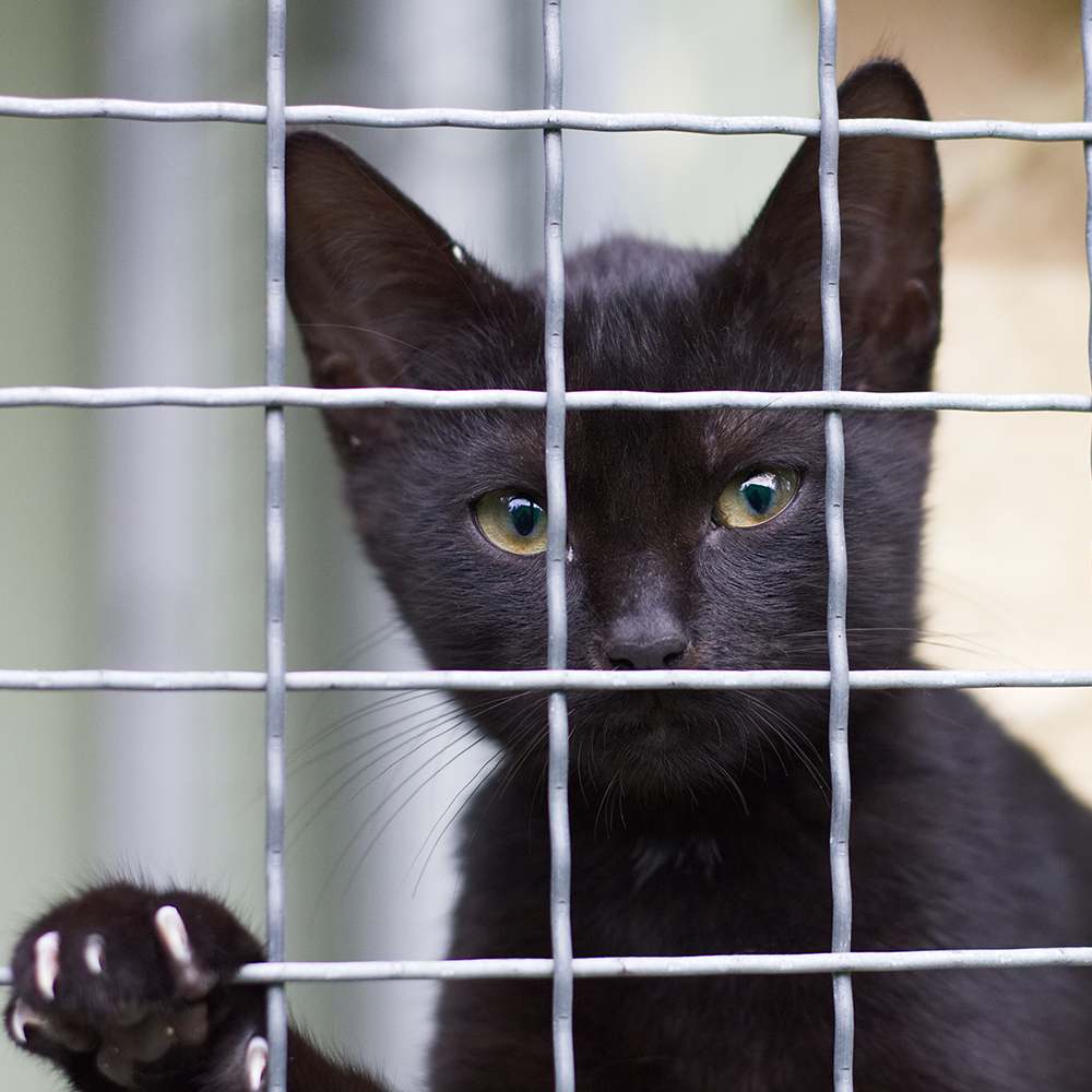 Help Shelter Pets Go from Homeless to Loving Homes