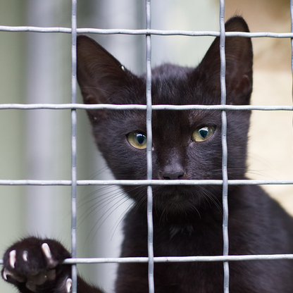 Help Shelter Pets Go from Homeless to Loving Homes