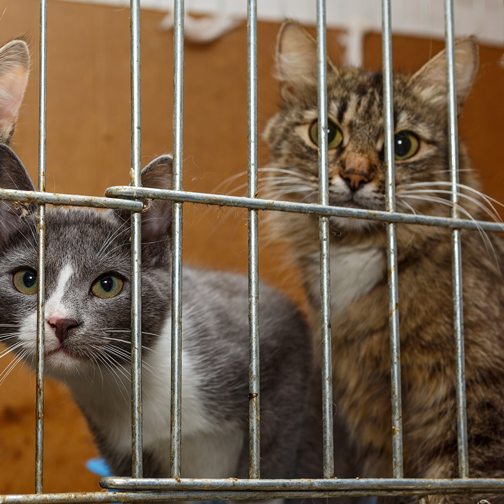 Help Shelter Pets Go from Homeless to Loving Homes