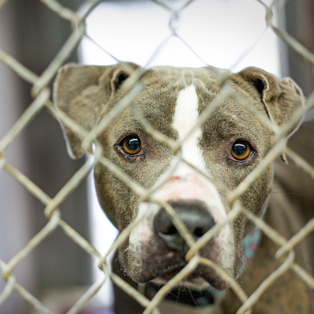 Help Shelter Pets Go from Homeless to Loving Homes