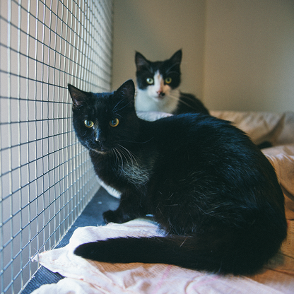 Help Shelter Pets Go from Homeless to Loving Homes