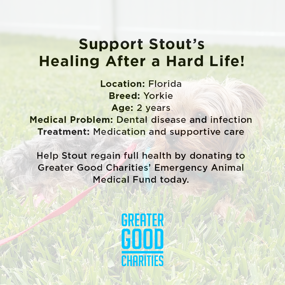 Support Stout’s Healing After a Hard Life