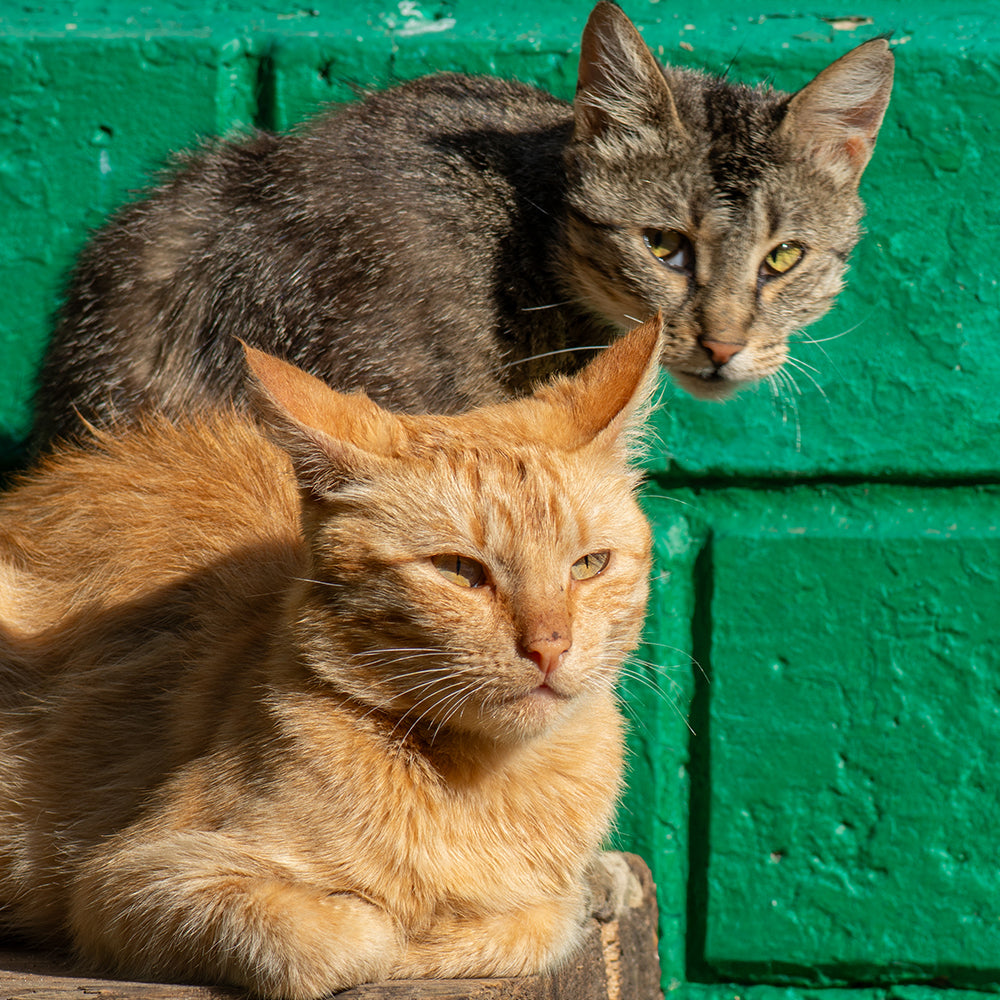 Protect Vulnerable Cats From Extreme Heat