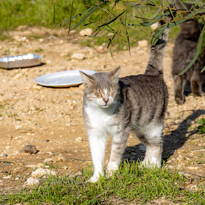 Protect Vulnerable Cats From Extreme Heat