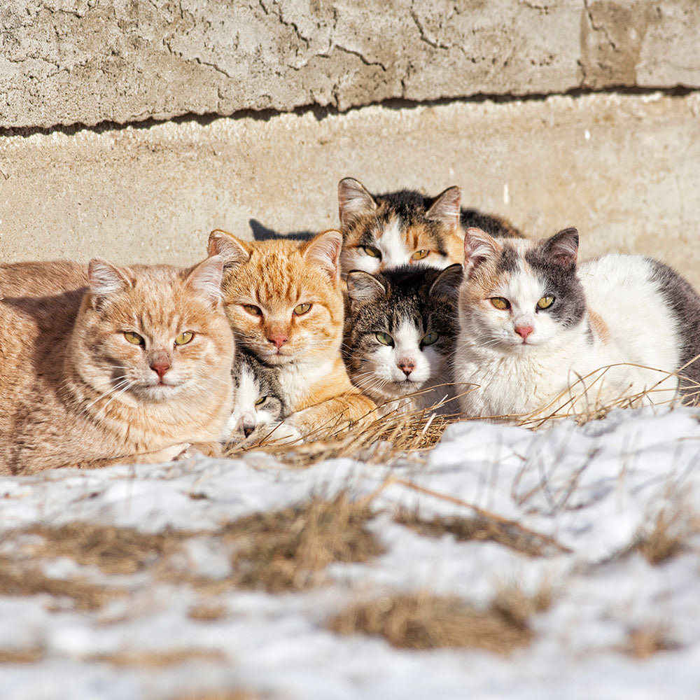 Give Shelter & Supplies to Stray Cats Living in Harsh Conditions