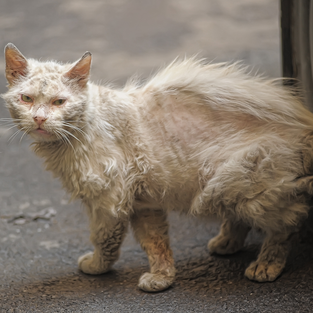 Send Critical Relief to Protect Pets of the Homeless During Summer Heat
