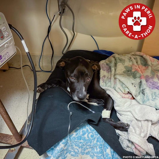 Sweetheart Is Battling a Life-Threatening Infection & Needs Urgent Support