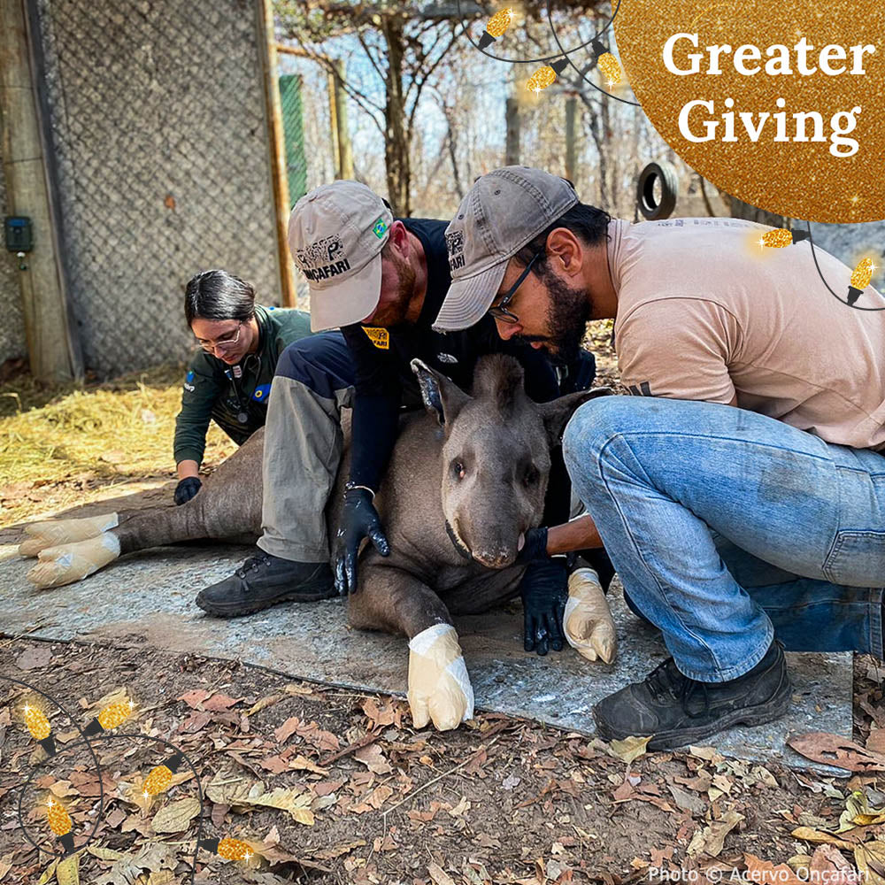 Help Tapirs Burned During Wildfires this Holiday Season