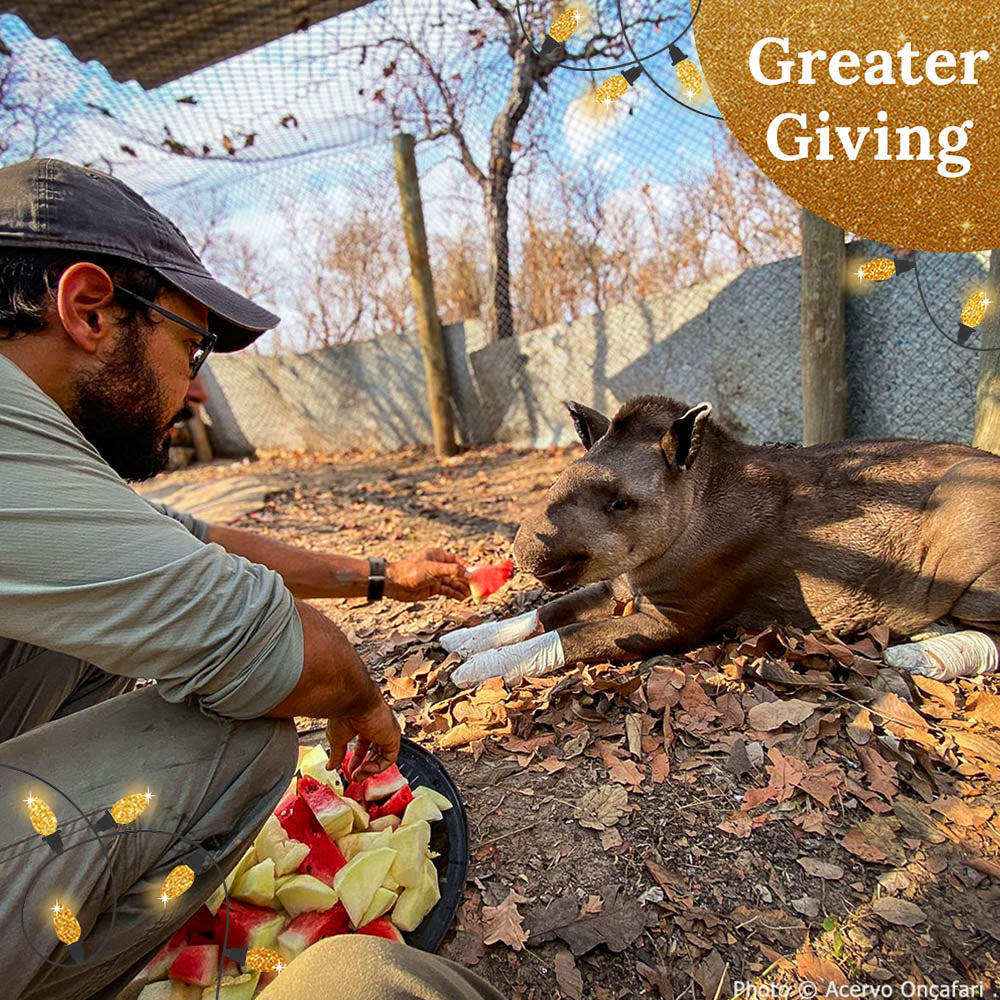 Help Tapirs Burned During Wildfires this Holiday Season