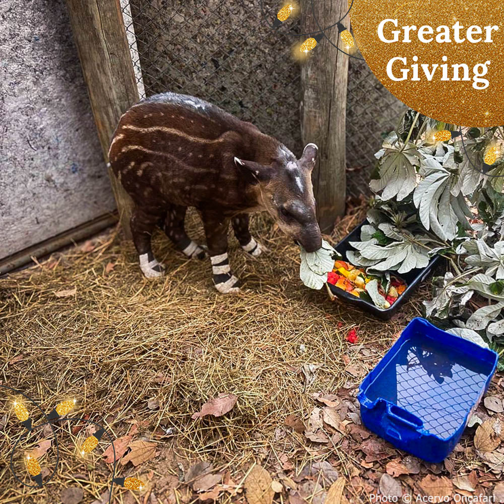 Help Tapirs Burned During Wildfires this Holiday Season