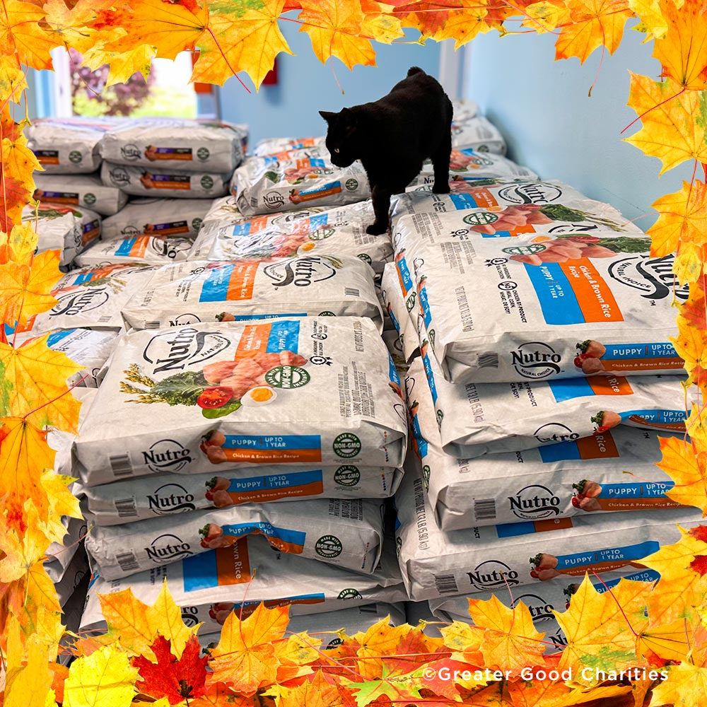 Thanksgiving Pet Food Drive | Help Feed 1 Million Shelter Pets