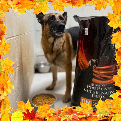 Thanksgiving Pet Food Drive | Help Feed 1 Million Shelter Pets