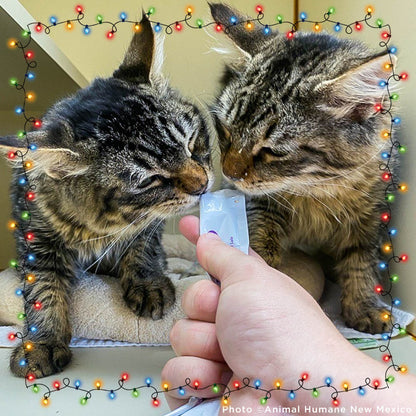 7th Annual Holiday Toy & Treat Event: Bring Joy To a Shelter Pet