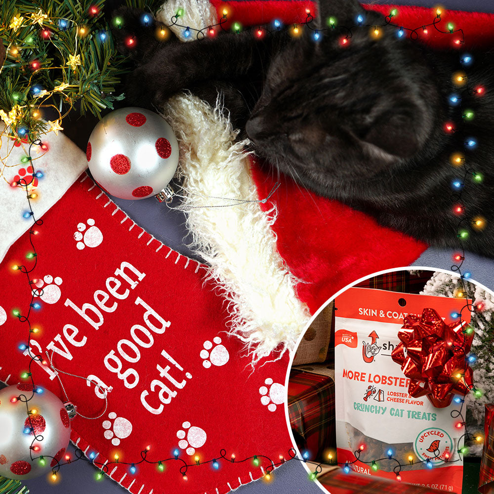 7th Annual Holiday Toy & Treat Event: Bring Joy To a Shelter Pet