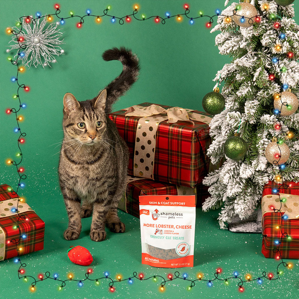 7th Annual Holiday Toy & Treat Event: Bring Joy To a Shelter Pet