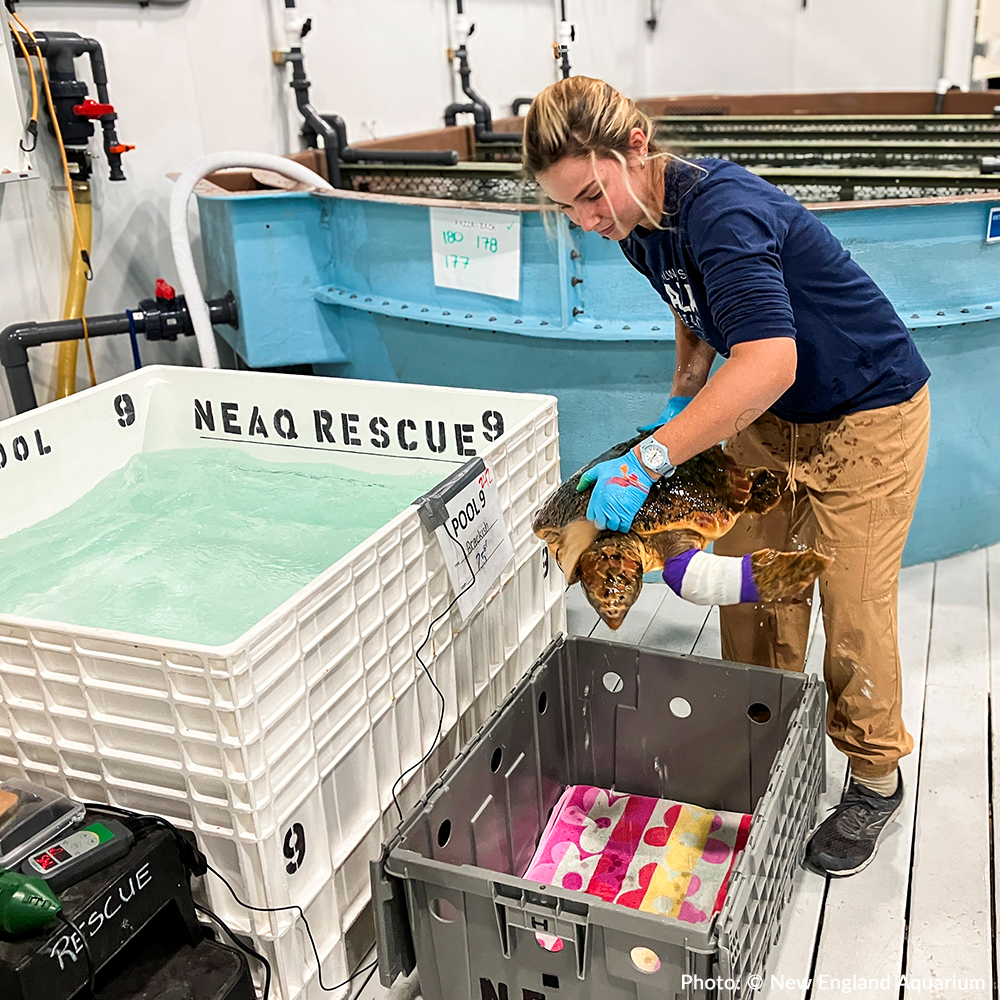 Operation Turtle Takeoff: Help Fly Endangered Sea Turtles to Warm Waters