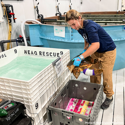 Operation Turtle Takeoff: Help Fly Endangered Sea Turtles to Warm Waters