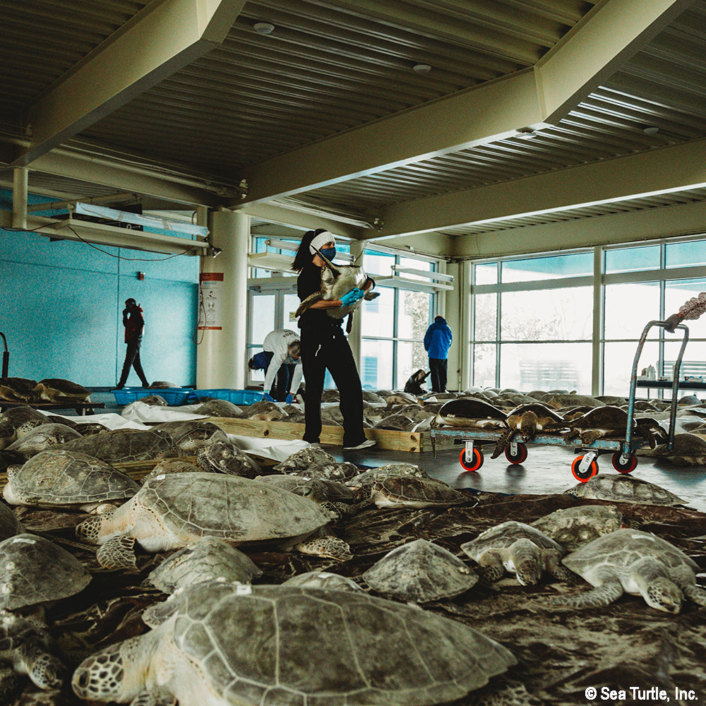 People interacting with sea turtles inside a building, with large windows in the background.
