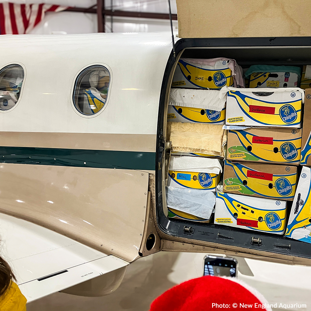 Operation Turtle Takeoff: Help Fly Endangered Sea Turtles to Warm Waters