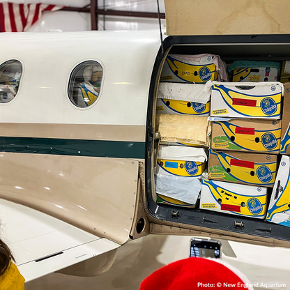 Operation Turtle Takeoff: Help Fly Endangered Sea Turtles to Warm Waters