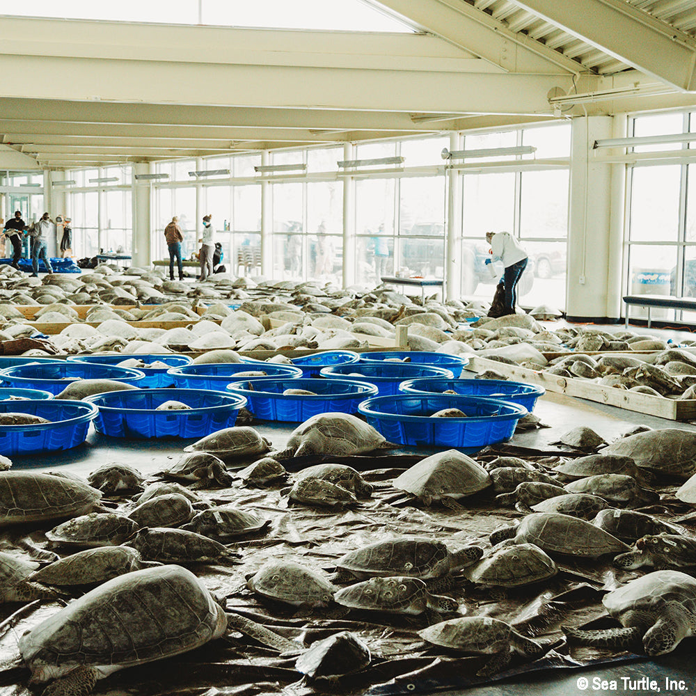 Large indoor facility with sea turtles in blue tanks and people observing.