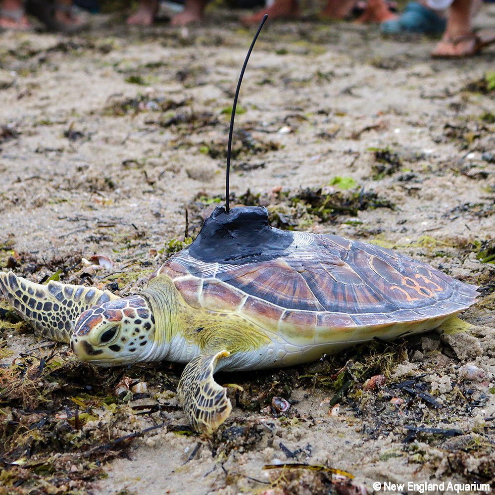 Sea turtle with a radio transmitter on its back on a sandy ground