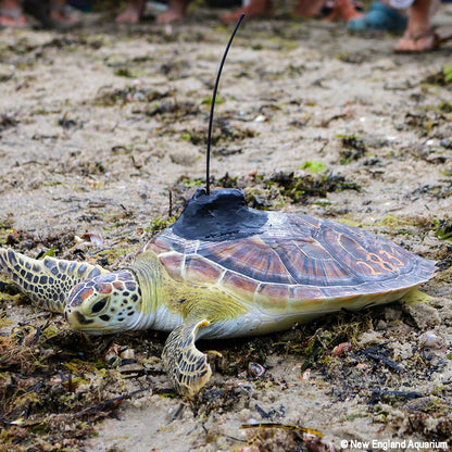 Sea turtle with a radio transmitter on its back on a sandy ground