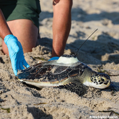 Person wearing gloves releasing a turtle back into the ocean on a sandy beach.