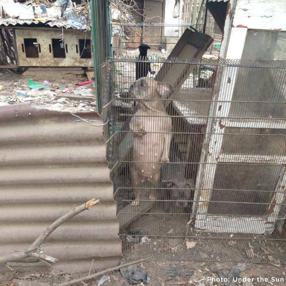 Provide Care for 54 Dogs Rescued from Horrifying Breeding Farm