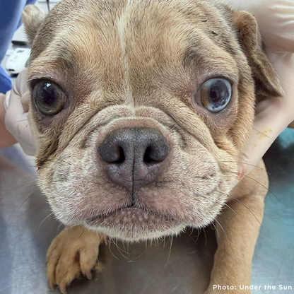 Provide Care for 54 Dogs Rescued from Horrifying Breeding Farm