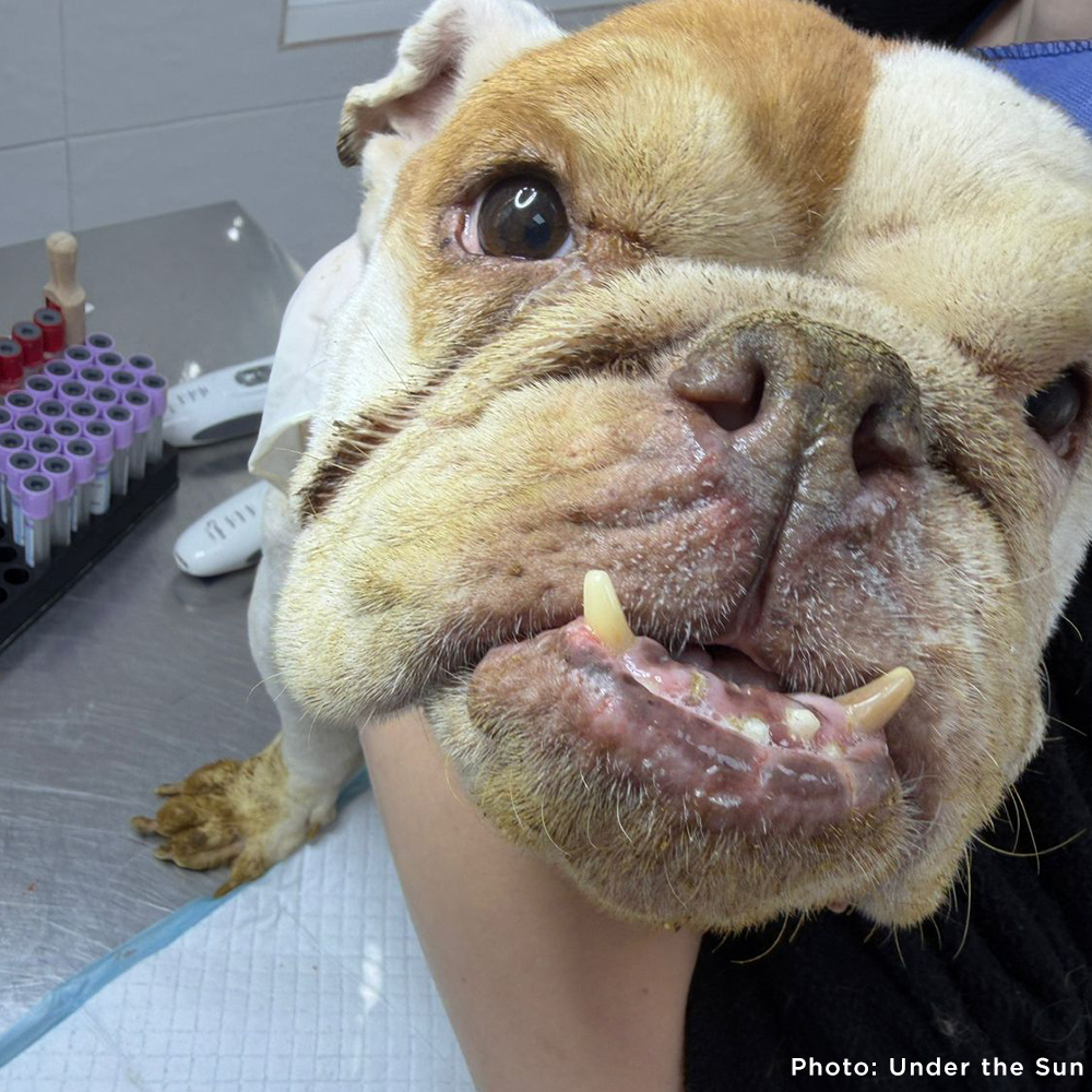 Provide Care for 54 Dogs Rescued from Horrifying Breeding Farm